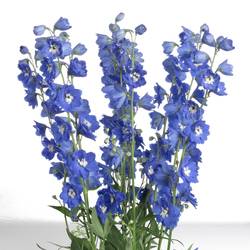 Delphinium blau Kings 90cm