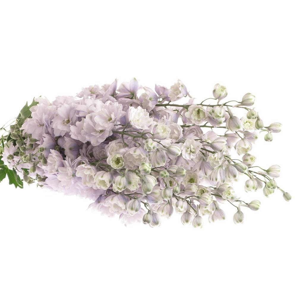 Delphinium lila Rosari 90cm