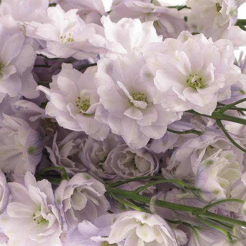 Delphinium lila Rosari 90cm