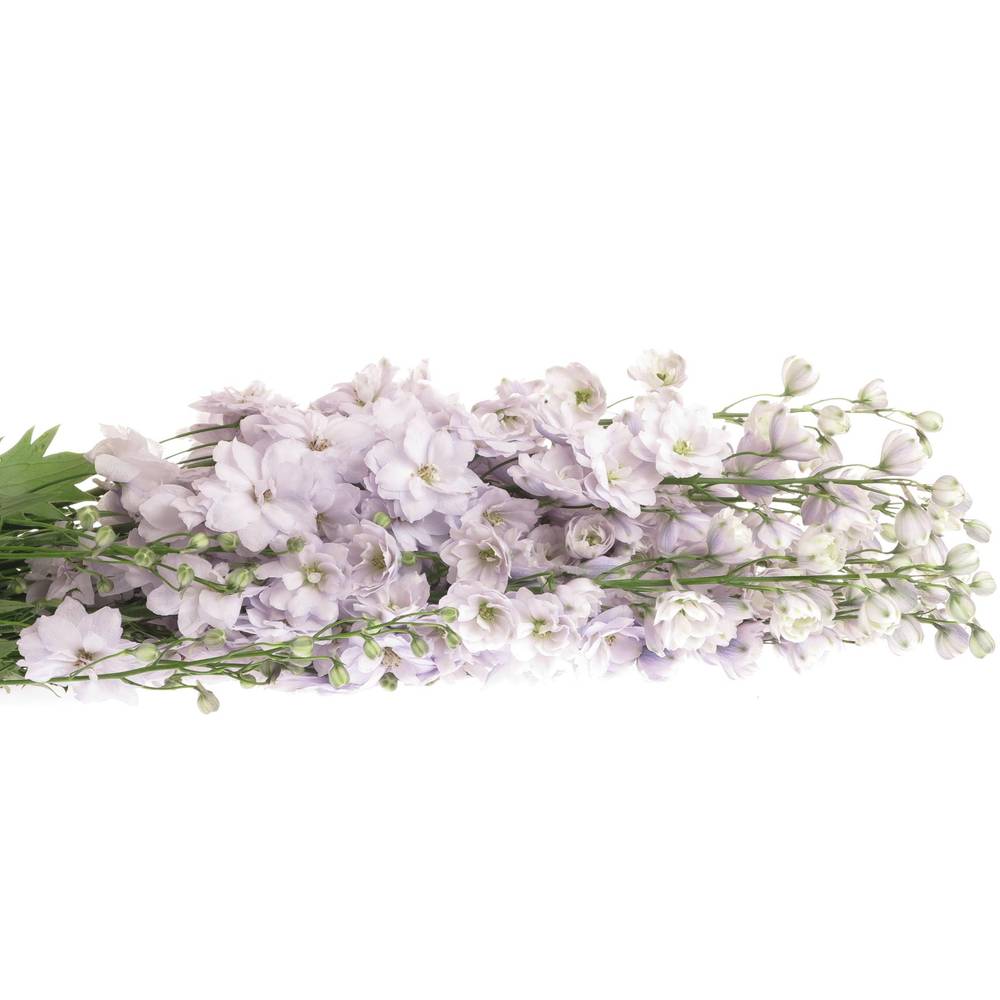 Delphinium lila Rosari 90cm