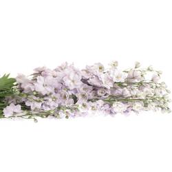 Delphinium lila Rosari 90cm