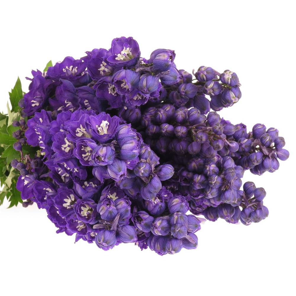 Delphinium blau Angel 70cm