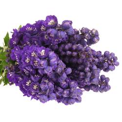 Delphinium blau Angel 70cm