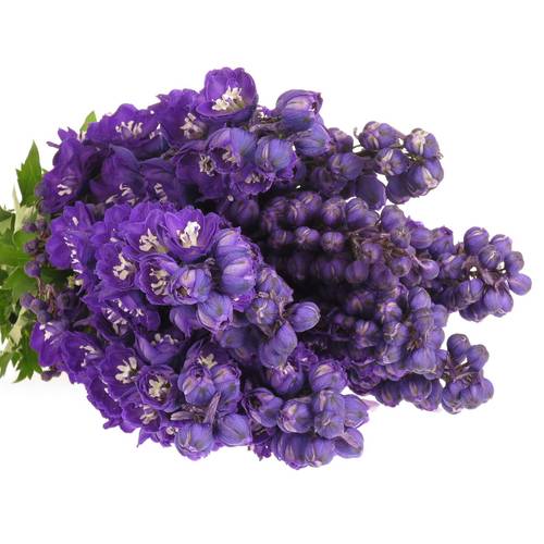 Delphinium blau Angel 70cm