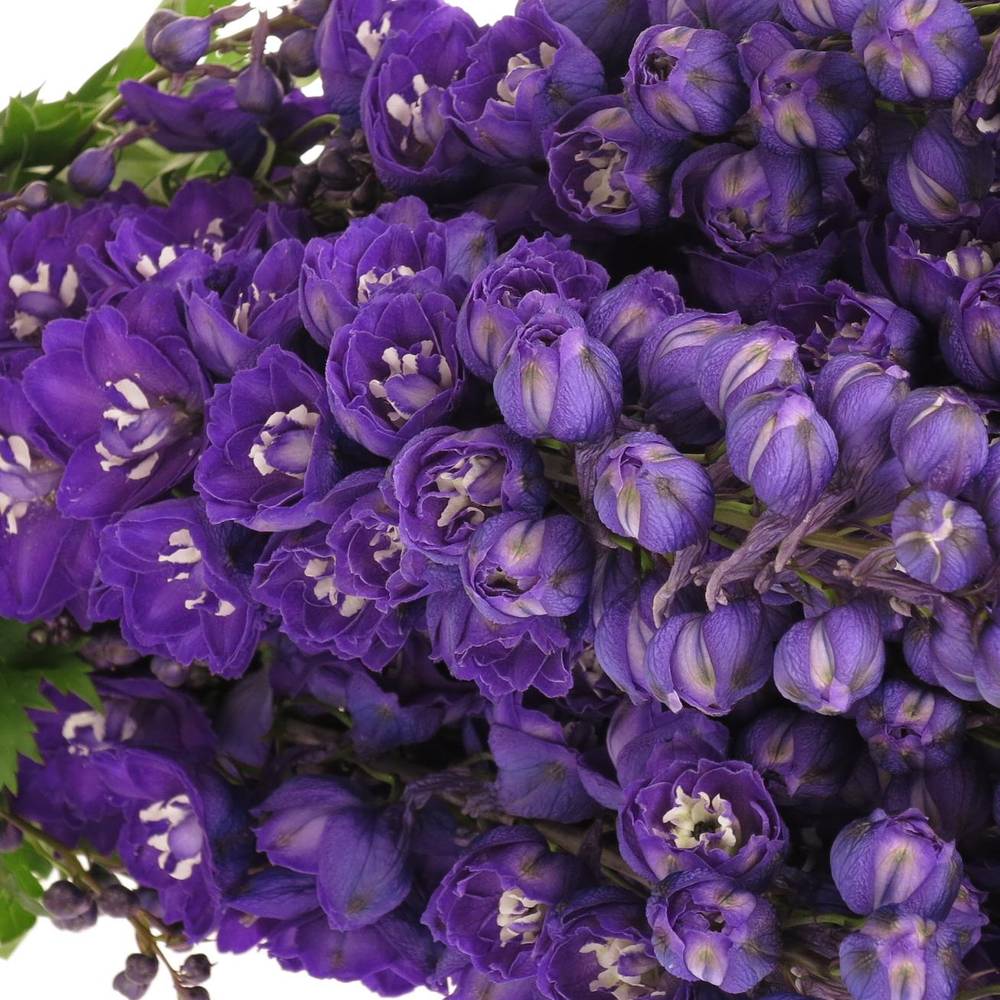 Delphinium blau Angel 70cm