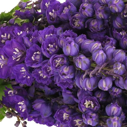 Delphinium blau Angel 70cm