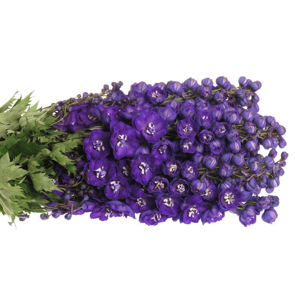 Delphinium blau Angel 70cm