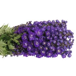 Delphinium blau Angel 70cm