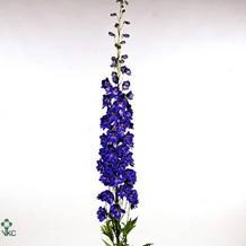 Delphinium blau Faust 90cm