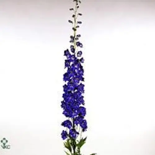 Delphinium blau Faust 90cm