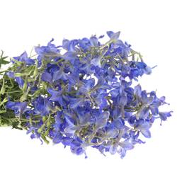 Delphinium blau Fried 60cm