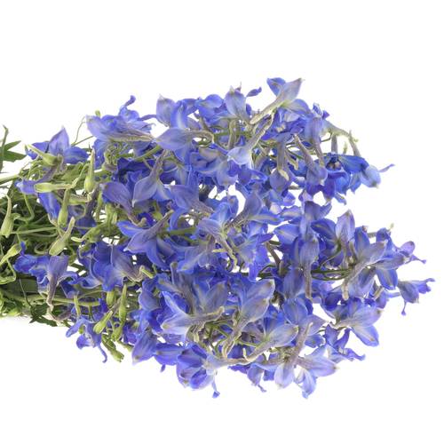 Delphinium blau Fried 60cm