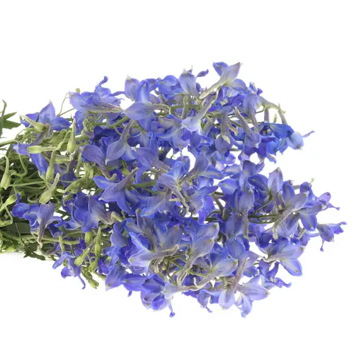 Delphinium blau Fried 60cm