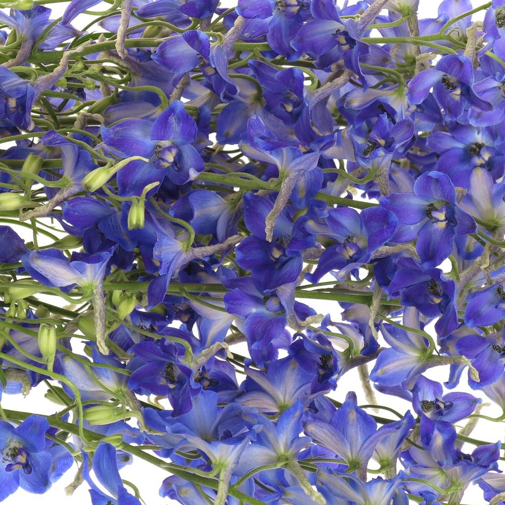 Delphinium blau Fried 60cm