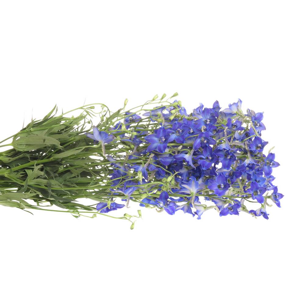 Delphinium blau Fried 60cm