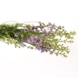 Rittersporen milka 80cm
