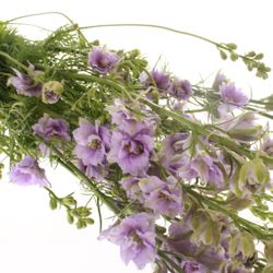 Rittersporen milka 80cm