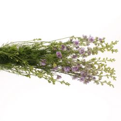 Rittersporen milka 80cm