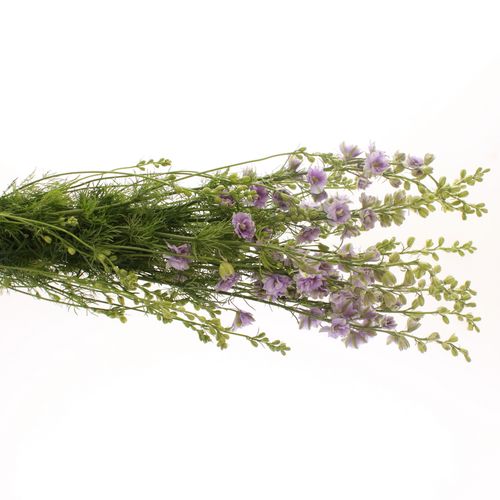 Rittersporen milka 80cm