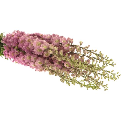 Delphinium rosa Saffier 80cm