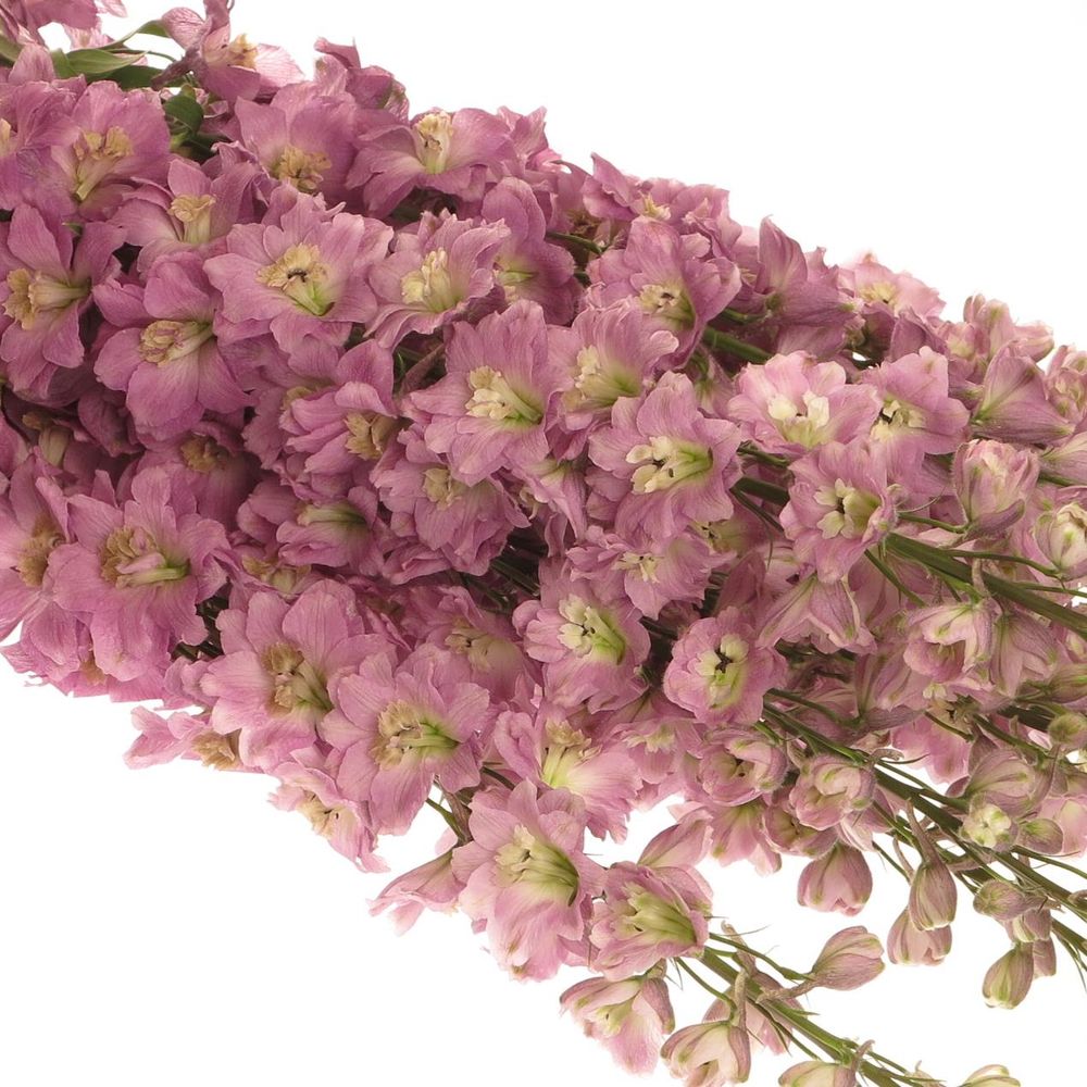 Delphinium rosa Saffier 80cm