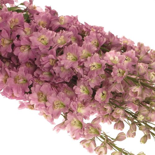 Delphinium rosa Saffier 80cm