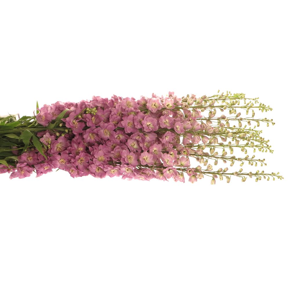 Delphinium rosa Saffier 80cm