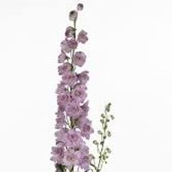 Delphinium rosa Saffier 80cm