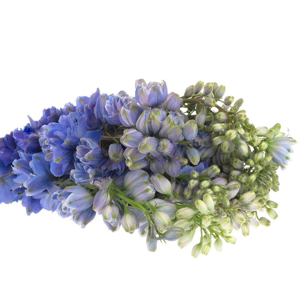 Delphinium blau Triton 60cm