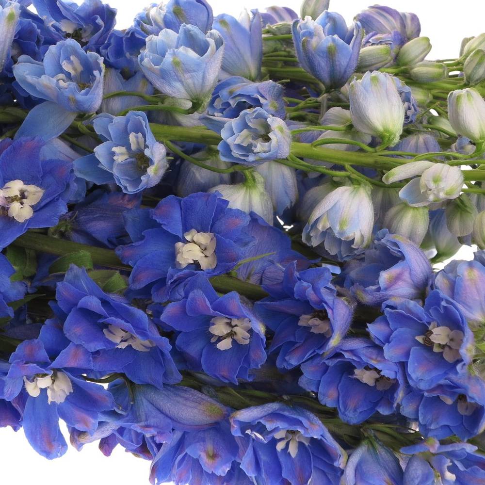Delphinium blau Triton 60cm