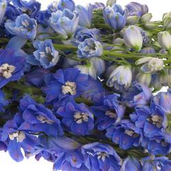Delphinium blau Triton 60cm