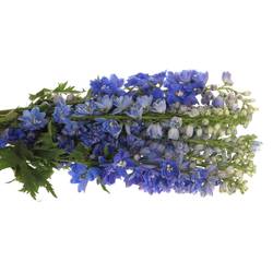 Delphinium blau Triton 60cm