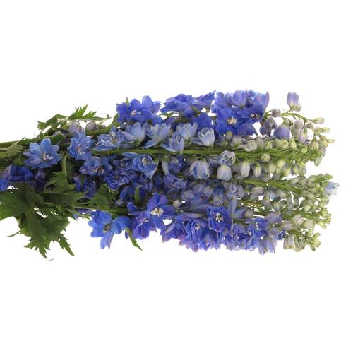 Delphinium blau Triton 60cm