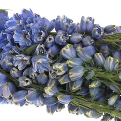 Delphinium blau Triton 90cm