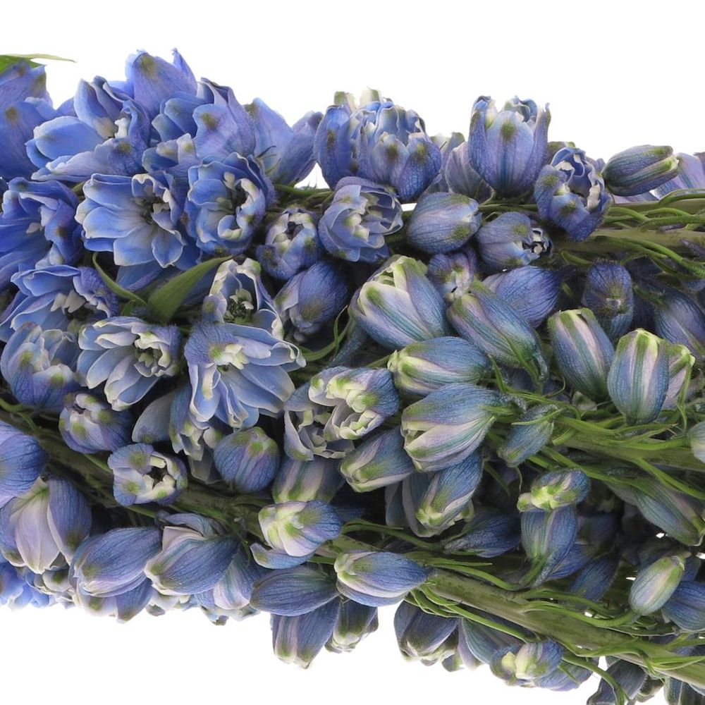 Delphinium blau Triton 90cm