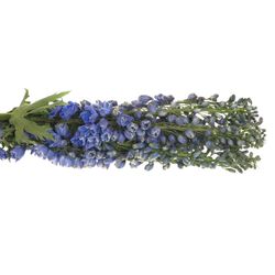 Delphinium blau Triton 90cm