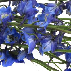 Delphinium blau Waltz 70cm