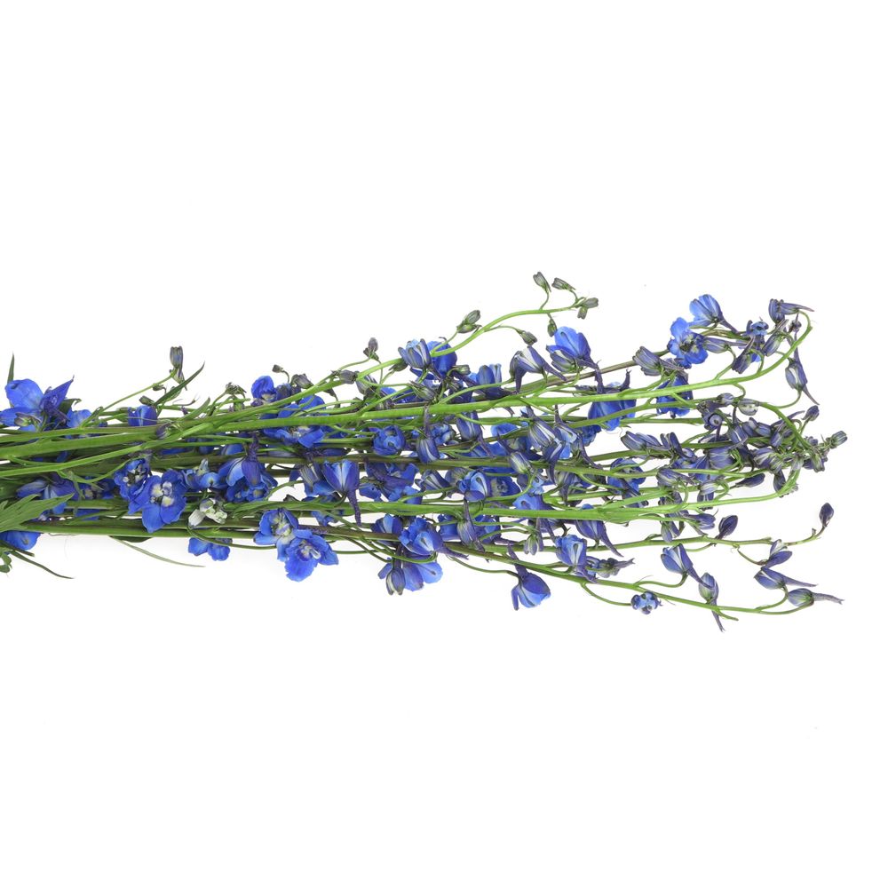 Delphinium blau Waltz 70cm