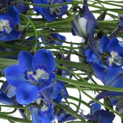 Delphinium blau Waltz 80cm