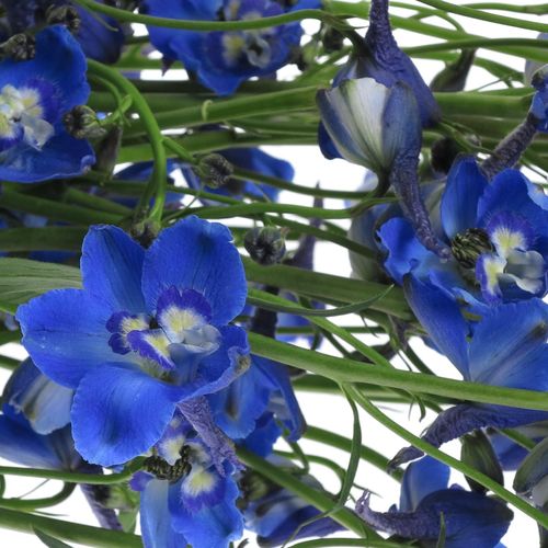 Delphinium blau Waltz 80cm