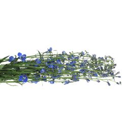 Delphinium blau Waltz 80cm