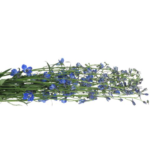 Delphinium blau Waltz 80cm