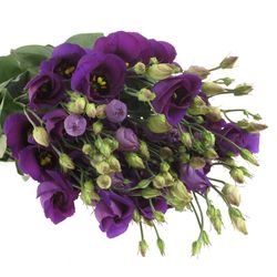 Lisianthus blau Piccolo Einfach 5+Bl.70cm