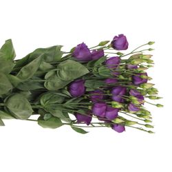 Lisianthus blau Piccolo Einfach 5+Bl.70cm