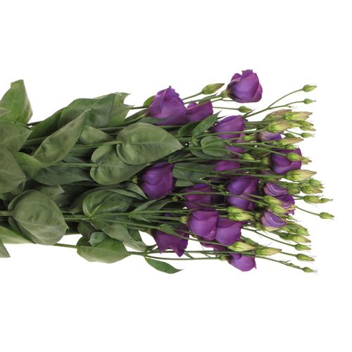 Lisianthus blau Piccolo Einfach 5+Bl.70cm