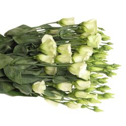 Lisianthus grün Piccolo Einfach 5+Blüte 70cm