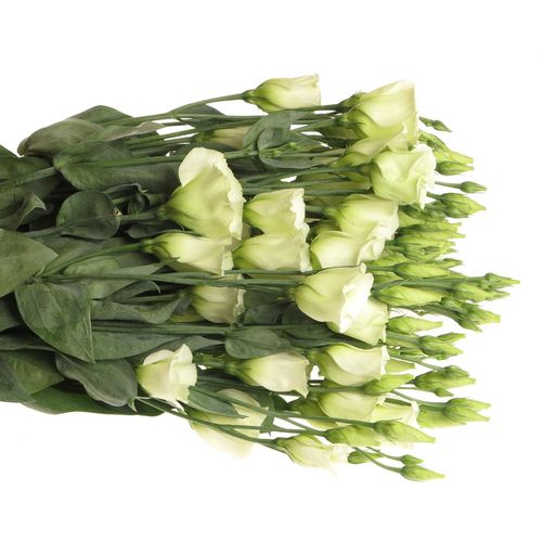 Lisianthus grün Piccolo Einfach 5+Blüte 70cm