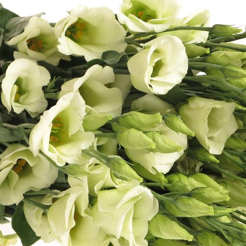 Lisianthus grün Piccolo Einfach 5+Blüte 70cm