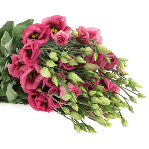 Lisianthus rosa Piccolo Einfach 5+Blute 70cm