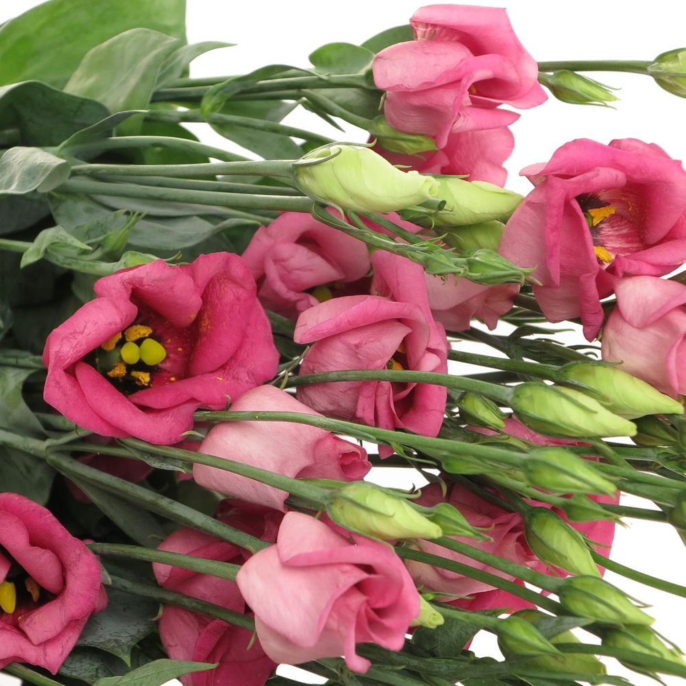 Lisianthus rosa Piccolo Einfach 5+Blüte 70cm